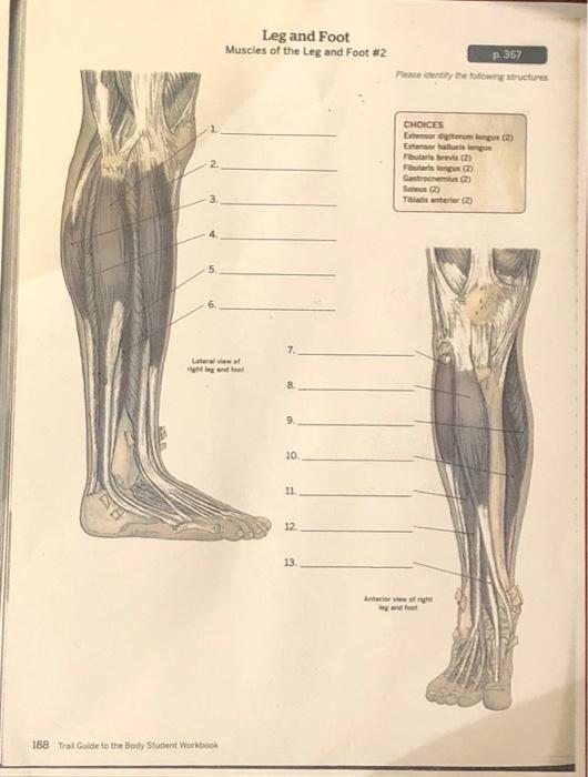 Solved 2. 3. 5. 6. Leg and Foot Muscles of the Leg and Foot | Chegg.com