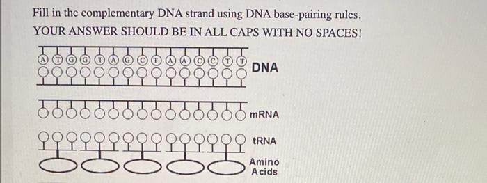 Solved Fill In The Complementary Dna Strand Using Dna Chegg Com