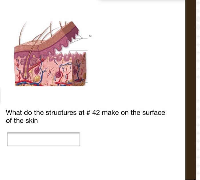 Solved What do the structures at # 42 make on the surface of | Chegg.com