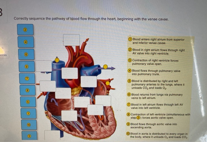 Solved B. Correctly sequence the pathway of blood flow | Chegg.com