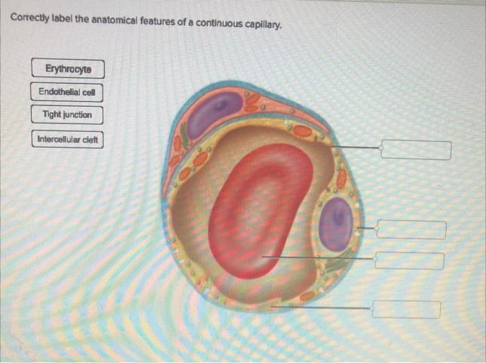 Solved Correctly label the anatomical features of a | Chegg.com