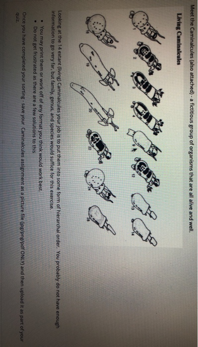 meet-the-caminalcules-also-attached-a-fictitious-chegg