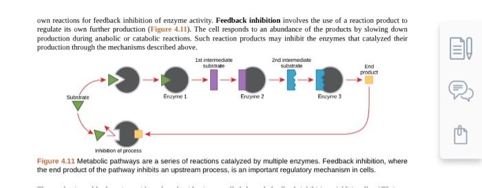 Solved would the enzyme pictured in figure 4.11 catalyze | Chegg.com