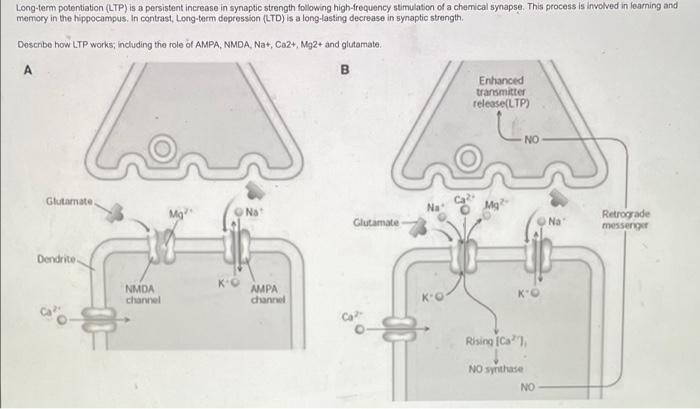 Solved Long-term potentiation (LTP) is a persistent increase | Chegg.com