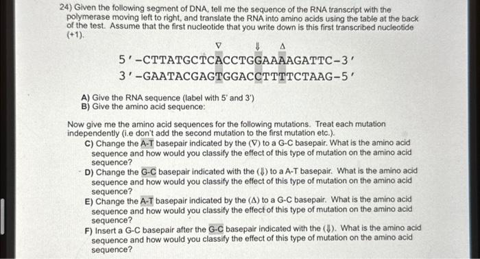 Solved 24) Given the following segment of DNA, tell me the | Chegg.com