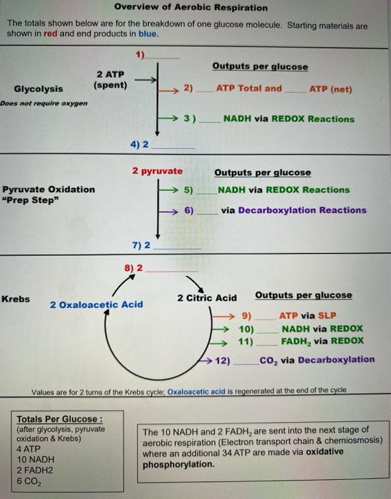 Overview of Aerobic Respiration
The totals shown below are for the breakdown of one glucose molecule. Starting materials are
