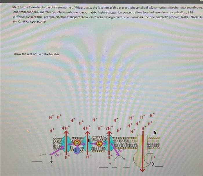 Solved need help with this proplemIdentify the following in | Chegg.com