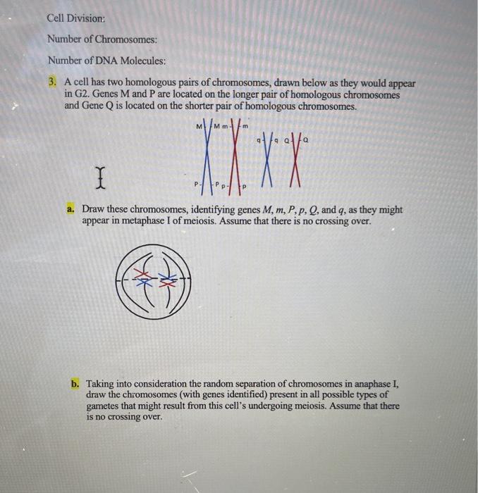 Solved 3. A cell has two homologous pairs of chromosomes, | Chegg.com