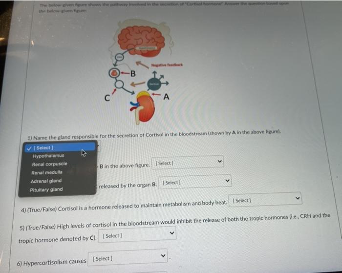 Solved The below shows that in the с A 1) Name the gland | Chegg.com