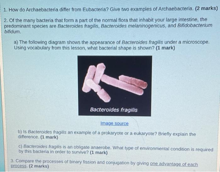 examples of archaebacteria