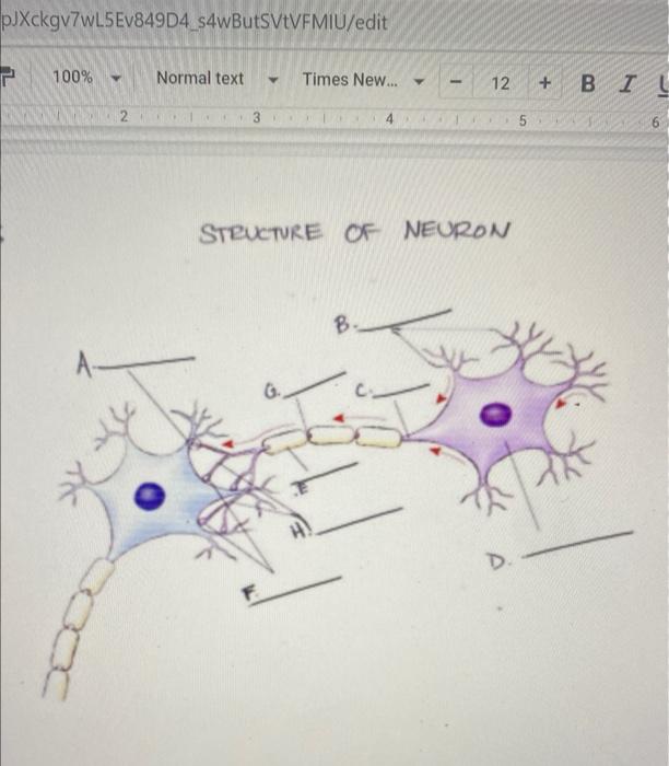 STRUCTURE OF NEURON 1. Dendrite 2. SyNABE 3. AXON 4. | Chegg.com