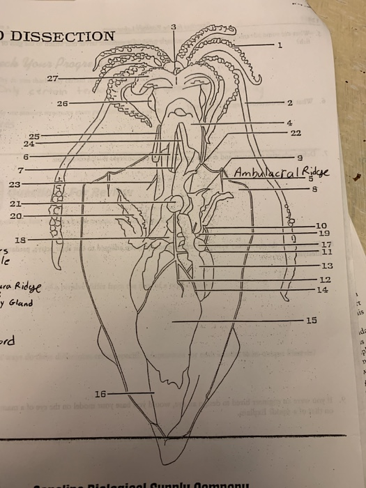 Solved DISSECTION 25 Con 1200 27 26 Z amberalete ES ara | Chegg.com