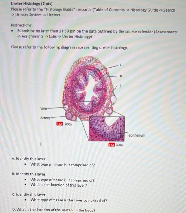 [Solved]: Ureter histology. please help. Ureter Histolo