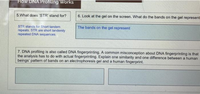 solved-how-dna-profiling-works-5-what-does-str-stand-for-chegg