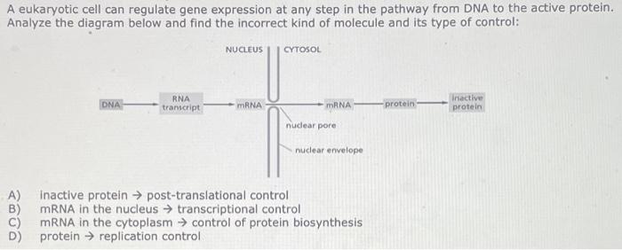Solved A eukaryotic cell can regulate gene expression at any | Chegg.com