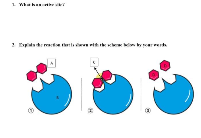 Solved 1. What is an active site? 2. Explain the reaction | Chegg.com