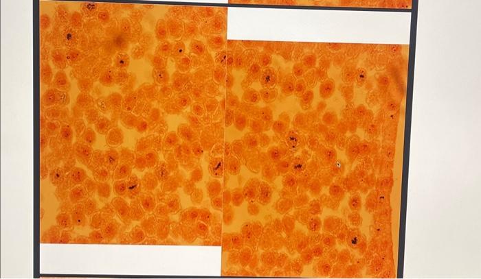 cell-crcle-divide-the-number-of-cells-identified-in-chegg