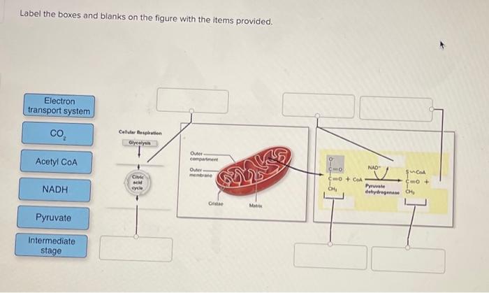 Label the boxes and blanks on the figure with the items provided.