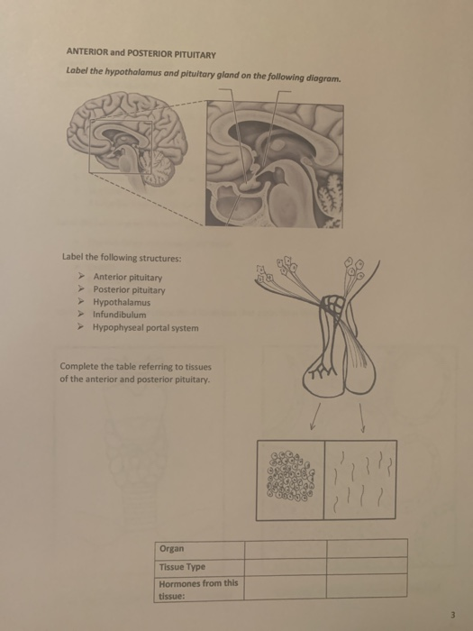 Solved ANTERIOR and POSTERIOR PITUITARY Label the | Chegg.com