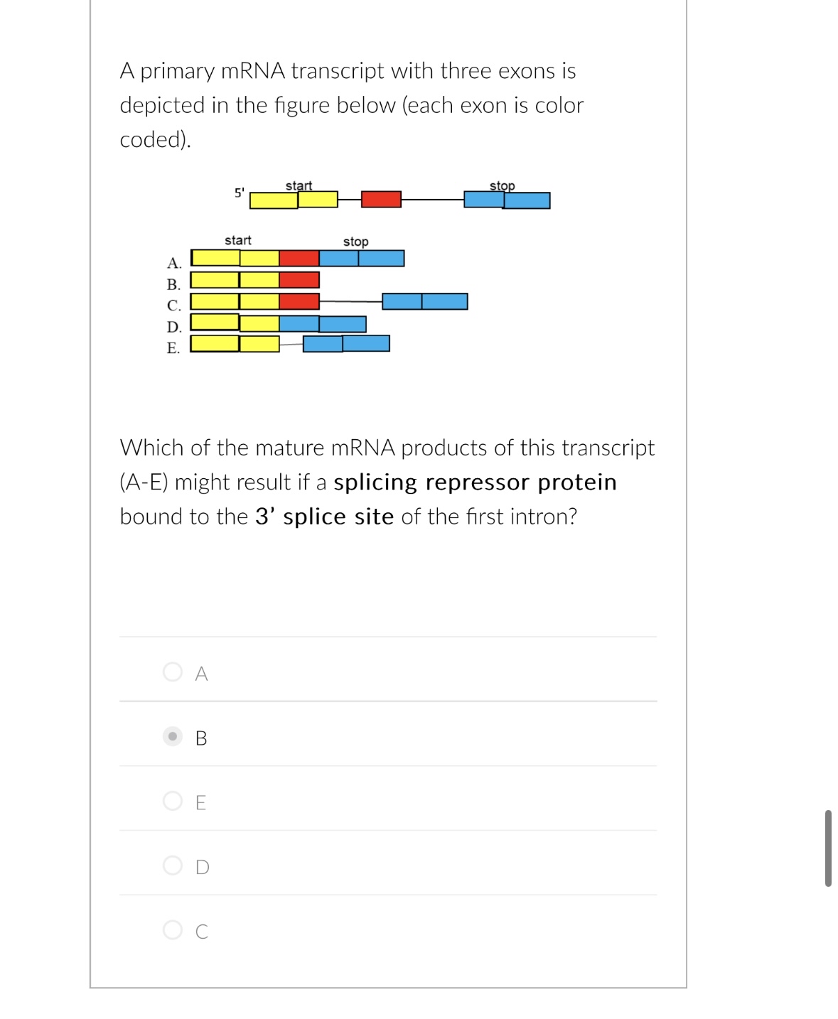 Solved A primary mRNA transcript with three exons is | Chegg.com