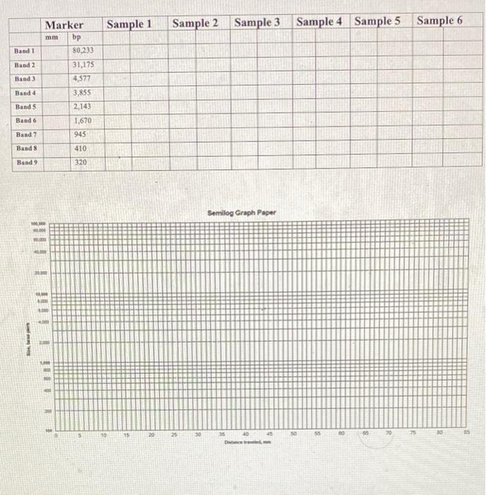 DNA Fingerprinting Paternity Worksheet PY Po Name: Chegg com