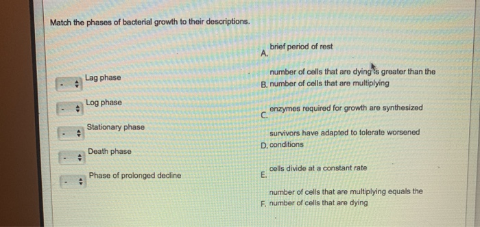 Solved Match the phases of bacterial growth to their | Chegg.com