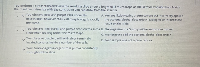 Solved You perform a Gram stain and view the resulting slide | Chegg.com