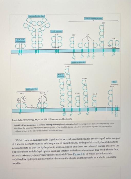 Solved Study Figure 3−8,p.76 to understand what Ig fold | Chegg.com