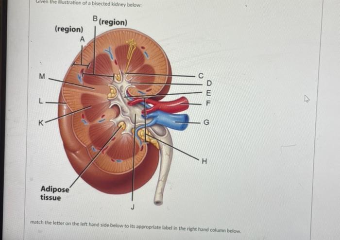 Solved Given the allustration of a bisected kidney below: | Chegg.com
