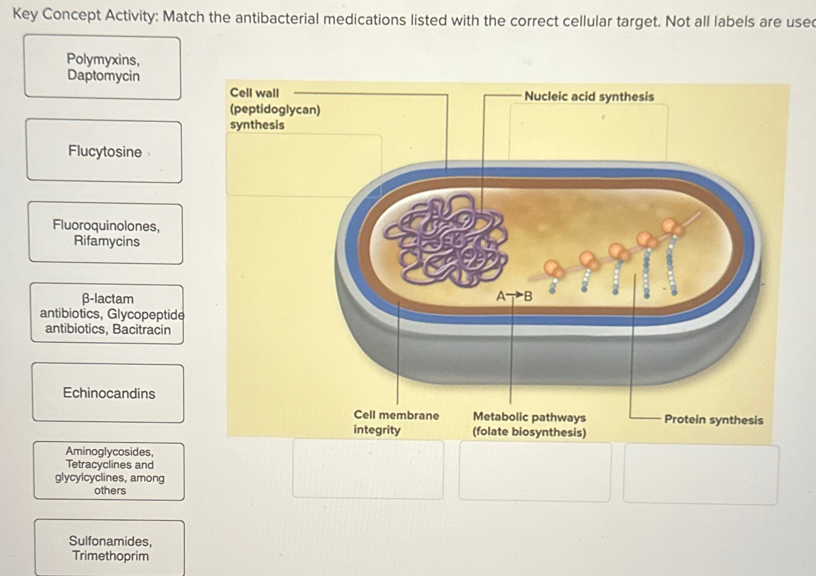 Solved Key Concept Activity Match the antibacterial