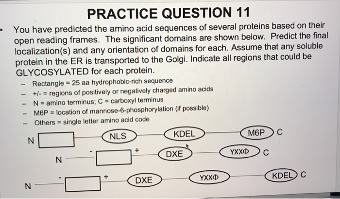 3. (15 points) You have predicted the amino acid | Chegg.com