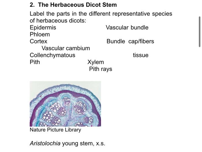 Solved 2. The Herbaceous Dicot Stem Label the parts in the