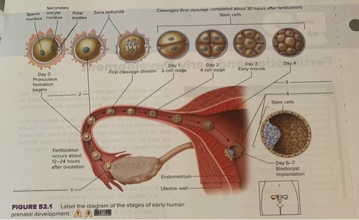 Solved figure 52.1 label The diagram of the stages of early | Chegg.com