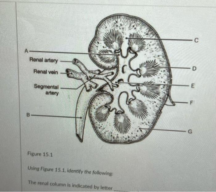 Solved Using Figure 15.1. identity the following: The renal | Chegg.com