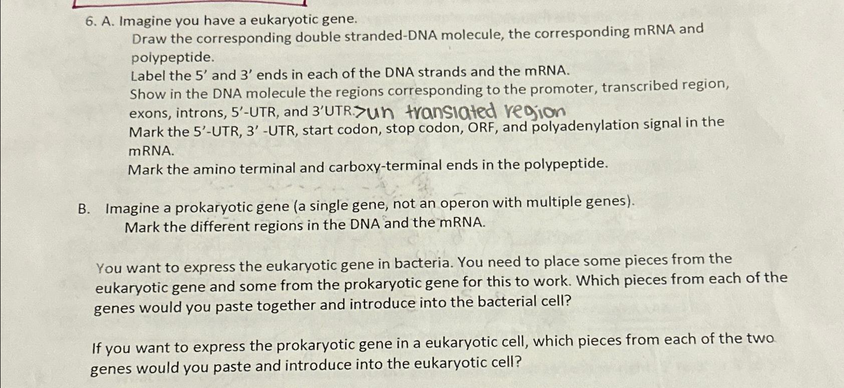 Solved A. ﻿Imagine you have a eukaryotic gene.Draw the | Chegg.com