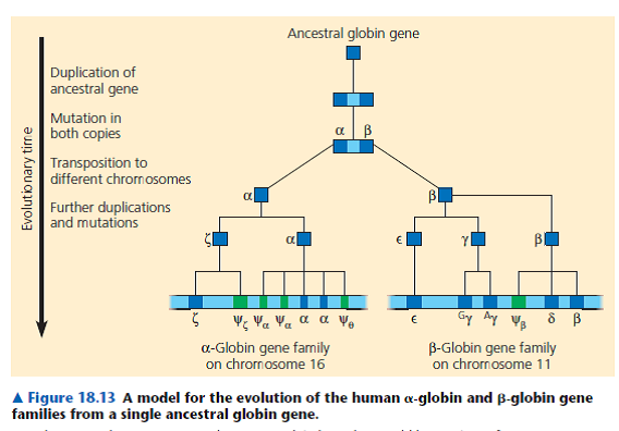 Solved: How Have Amino Acid Sequences Of Human Globin Genes Div ...