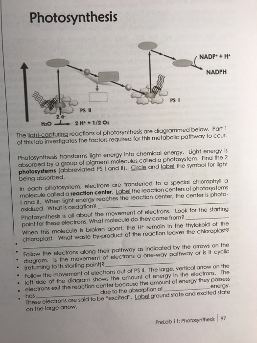 Solved 11 EVR 1001 C PHOTOSYNTHESIS/SCIENTIFIC METHOD