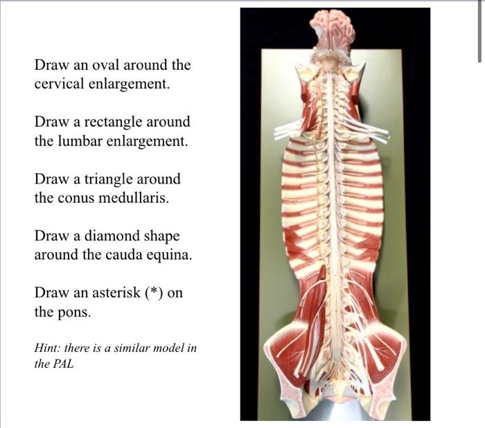 conus medullaris cauda equina cervical enlargement and lumbar enlargement
