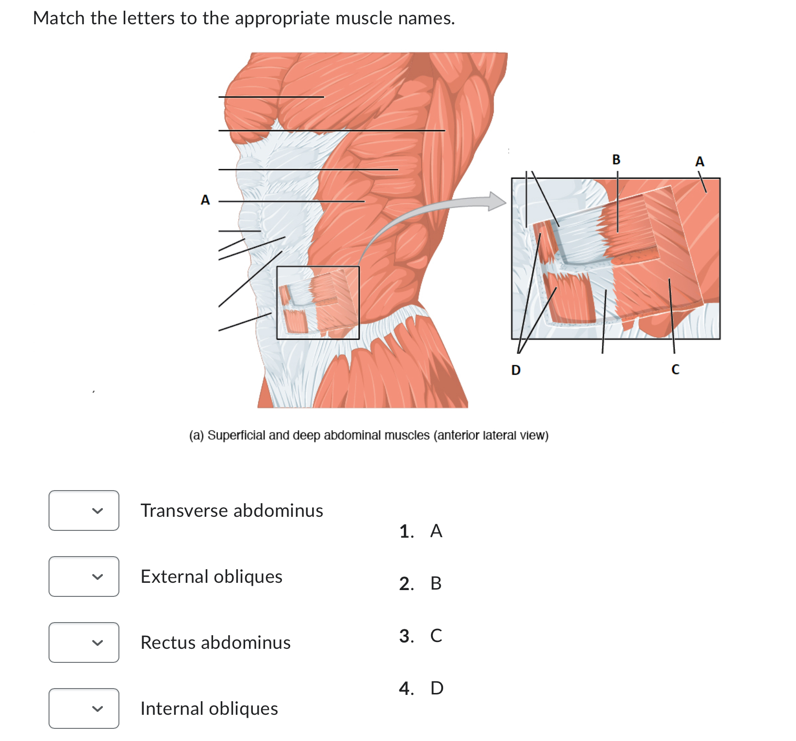 Solved Match the letters to the appropriate muscle names.(a) | Chegg.com