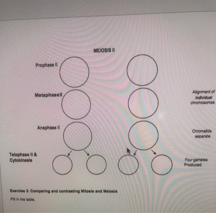 Solved Exercise #2 - Modeling the stages of Meiosis Diagram | Chegg.com