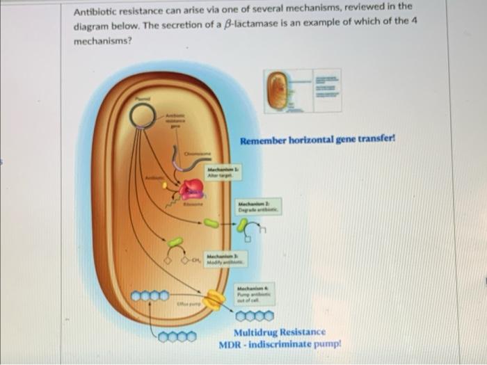 Solved Antibiotic resistance can arise via one of several | Chegg.com