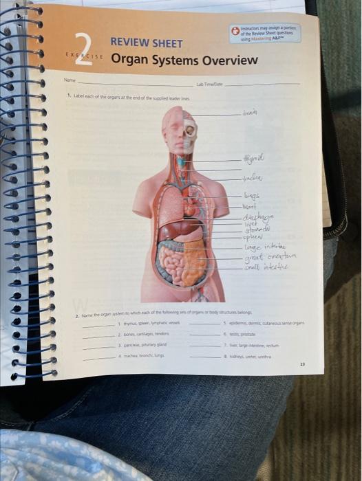 Solved por of the weet EXERCISE REVIEW SHEET Organ Systems