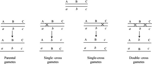 definition-of-gene-order-chegg