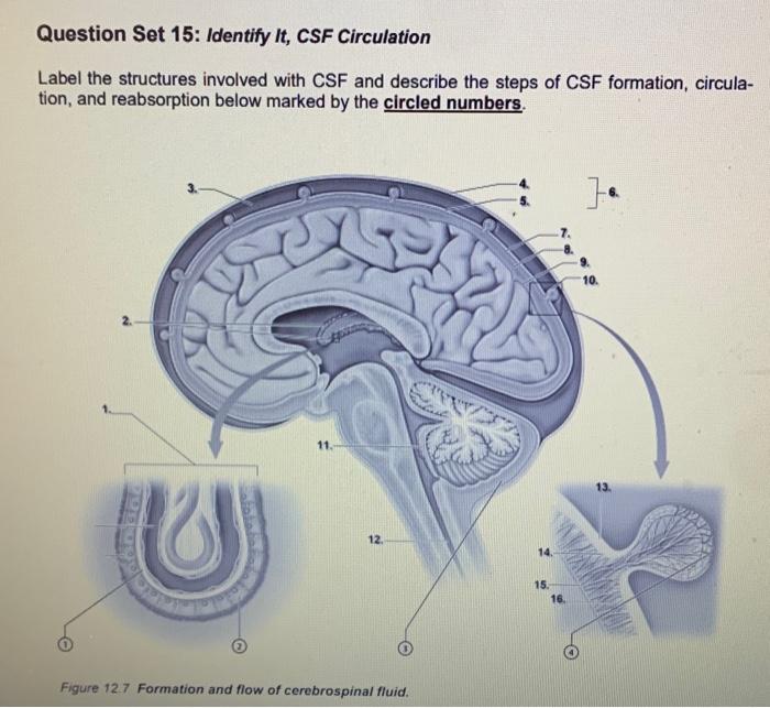 Question Set 15: Identify It, CSF Circulation Label | Chegg.com