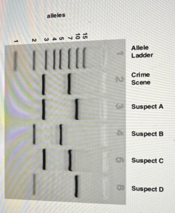 Solved Alleles Allele Ladder Crime Scene Suspect A Suspect B | Chegg.com