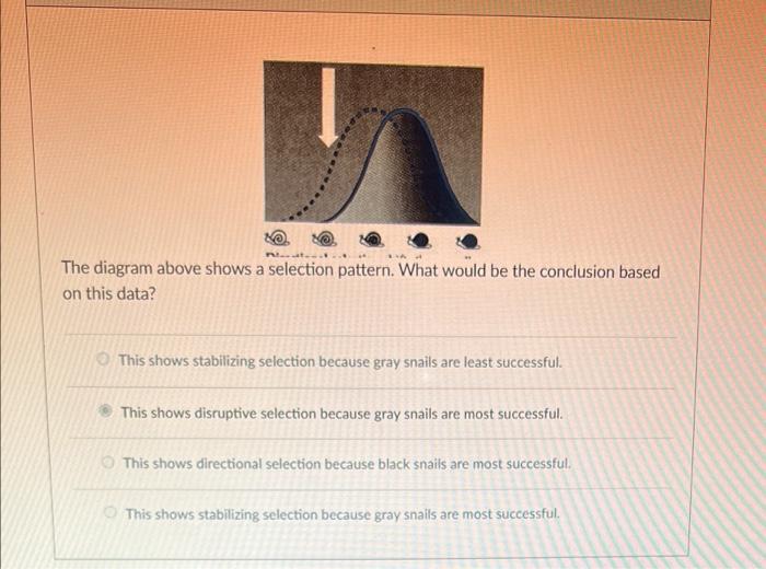Solved P. The diagram above shows a selection pattern. What | Chegg.com