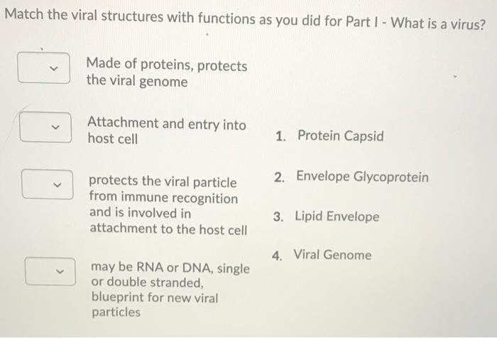 Solved Match the viral structures with functions as you did | Chegg.com