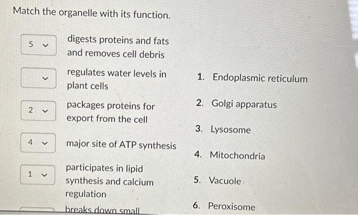 Solved Match the organelle with its function. digests | Chegg.com