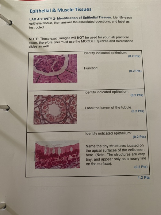 Solved Epithelial & Muscle Tissues LAB ACTIVITY 2- | Chegg.com