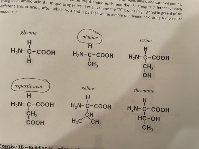 aspartic acid r group